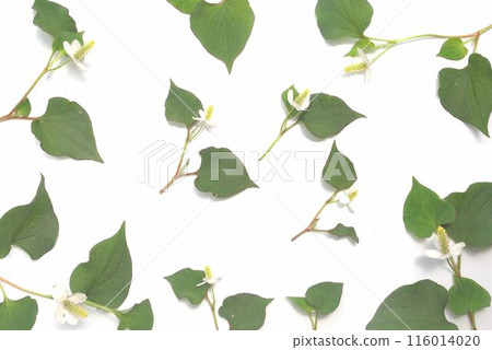 Houttuynia cordata flower on white background 116014020