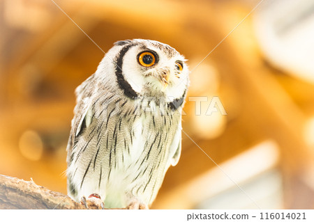 African giant clover 116014021