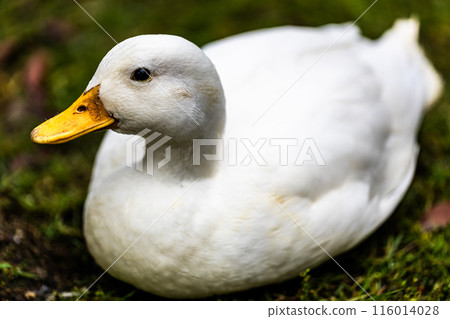 Call Duck playing in the park 116014028