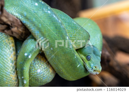 Green Python 116014029