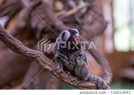 Common marmoset Common marmoset 116014041