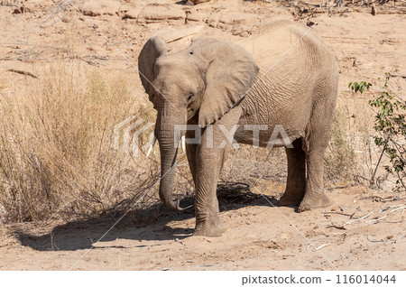 Desert Elephant in Namibia 116014044
