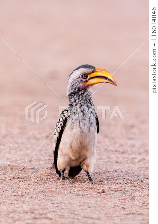Southern Yellow billed horn bill Southern Yellow billed horn bill 116014046