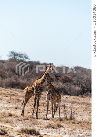 Closeup of two angolan giraffes 116014060