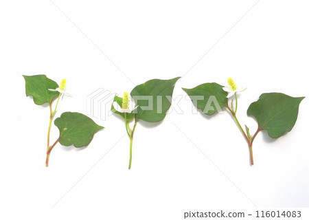 白色背景上的 Dokudami 花 白色背景上的 Dokudami 花 116014083
