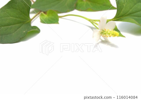 Houttuynia cordata flower on white background 116014084