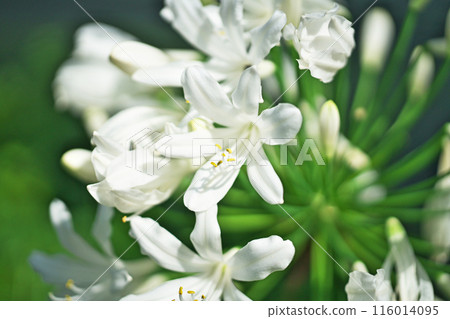 百子蓮的白色花朵(夏季,六月) 百子蓮的白色花朵(夏季,六月) 116014095