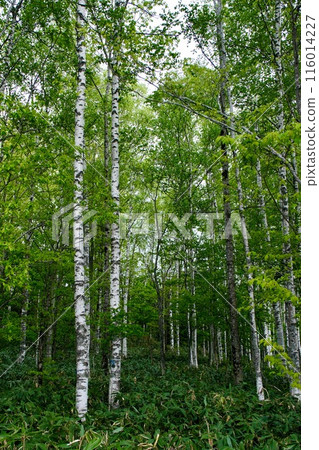 [Hokkaido] Birch forest (Bifuka) 116014227