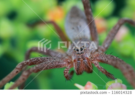 A sulfur bill spider waits for prey on the flowers of the weed Ardisia crenata A sulfur bill spider waits for prey on the flowers of the weed Ardisia crenata 116014328