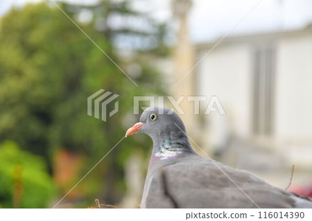 A dove sits on eggs. A pair of pigeons have made a nest in a flower box on a windowsill. The concept of bird life in the city. A dove sits on eggs. A pair of pigeons have made a nest in a flower box on a windowsill. The concept of bird life in the city. 116014390