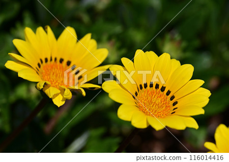 雜色菊（獎章菊：Gazania） 116014416