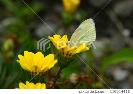 雜色菊（獎章菊：Gazania） 116014418