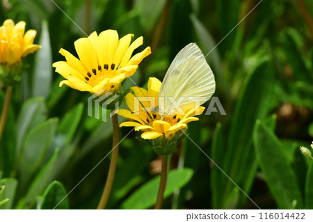 雜色菊(獎章菊:Gazania) 雜色菊(獎章菊:Gazania) 116014422