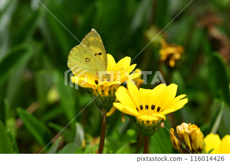 雜色菊（獎章菊：Gazania） 116014426