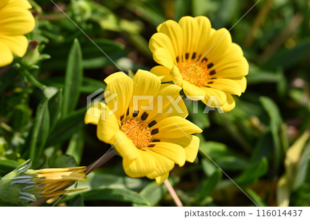 Gazania (Medal Chrysanthemum: Gazania) Gazania (Medal Chrysanthemum: Gazania) 116014437