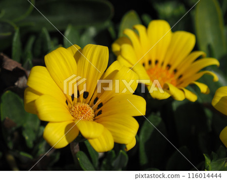 雜色菊（獎章菊：Gazania） 116014444