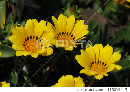 雜色菊（獎章菊：Gazania） 116014445