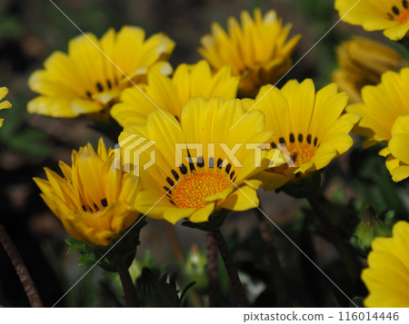 雜色菊（獎章菊：Gazania） 116014446