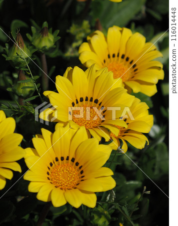雜色菊（獎章菊：Gazania） 116014448