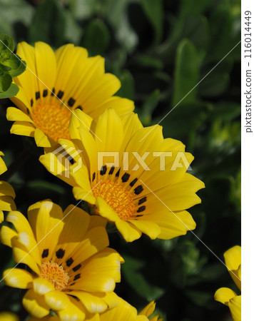 雜色菊（獎章菊：Gazania） 116014449