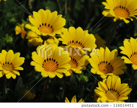 雜色菊(獎章菊:Gazania) 雜色菊(獎章菊:Gazania) 116014451