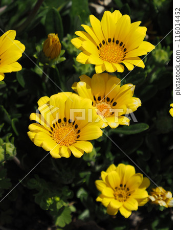 雜色菊(獎章菊:Gazania) 雜色菊(獎章菊:Gazania) 116014452
