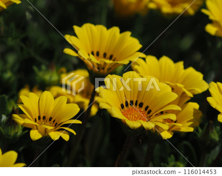 雜色菊(獎章菊:Gazania) 雜色菊(獎章菊:Gazania) 116014453