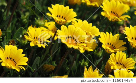 Gazania (Medal Chrysanthemum: Gazania) Gazania (Medal Chrysanthemum: Gazania) 116014454