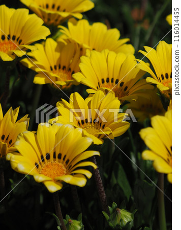 雜色菊（獎章菊：Gazania） 116014455