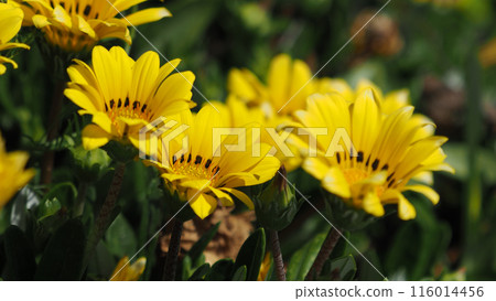 雜色菊(獎章菊:Gazania) 雜色菊(獎章菊:Gazania) 116014456