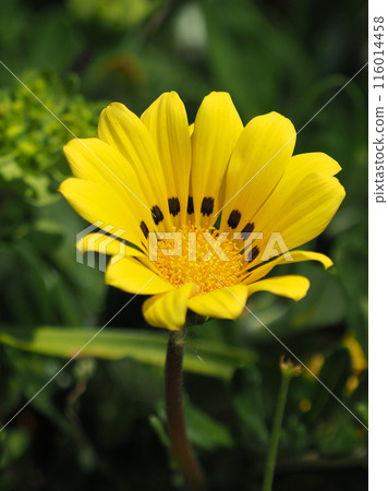 Gazania (Medal Chrysanthemum: Gazania) 116014458