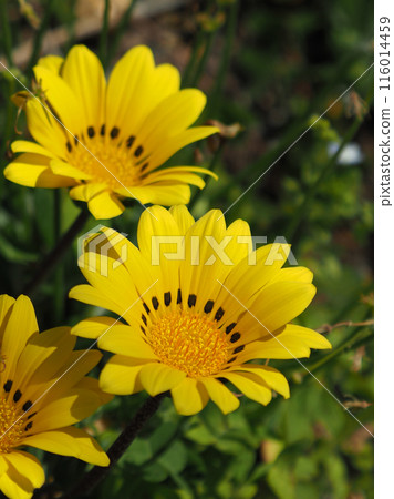 Gazania (Medal Chrysanthemum: Gazania) 116014459