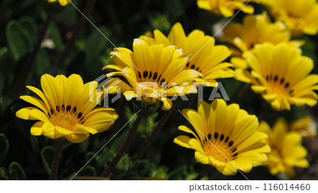 雜色菊（獎章菊：Gazania） 116014460