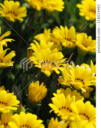 雜色菊（獎章菊：Gazania） 116014461