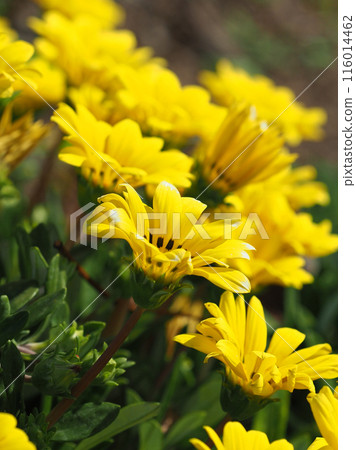 雜色菊（獎章菊：Gazania） 116014462