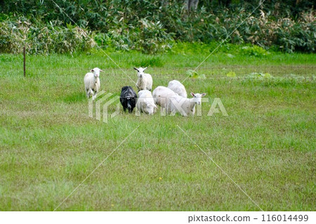 [Hokkaido] Freshly shorn sheep on a farm (Bifuka) 116014499