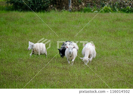 [Hokkaido] Freshly shorn sheep on a farm (Bifuka) 116014502
