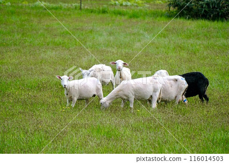 [Hokkaido] Freshly shorn sheep on a farm (Bifuka) 116014503