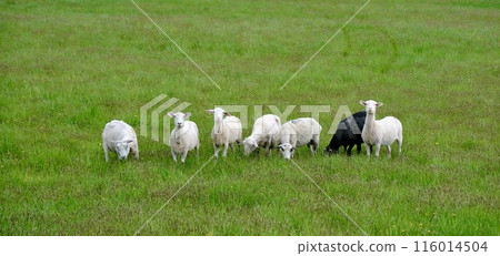 [Hokkaido] Freshly shorn sheep on a farm (Bifuka) 116014504