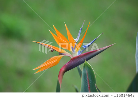 swaying in the wind swaying in the wind 116014642