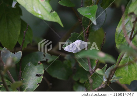 葉子上的姬石獨畫 葉子上的姬石獨畫 116014747