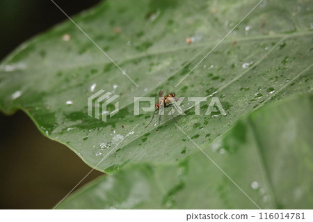 a fly on a leaf 116014781