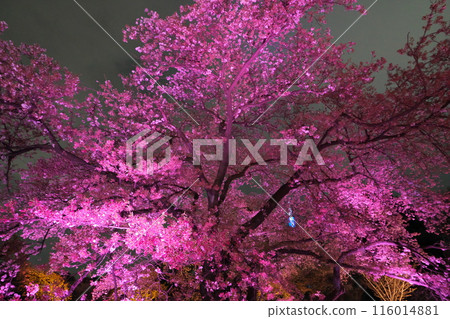 Impressive illuminated pink cherry blossoms 116014881