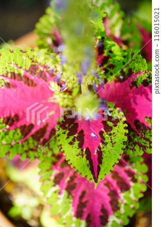 Beautiful potted plant, Coleus 4 116015021