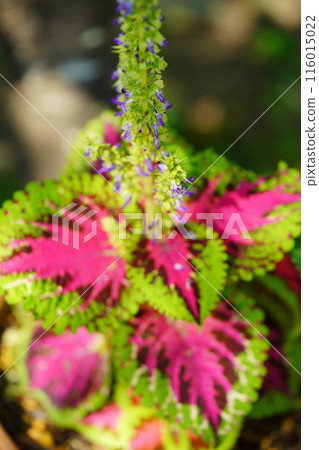 美麗的觀賞植物-盆栽錦紫蘇5 116015022