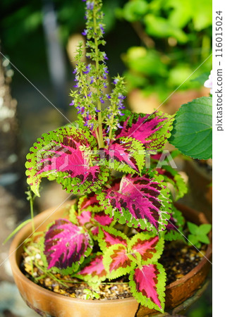 Beautiful potted plants: Coleus 7 Beautiful potted plants: Coleus 7 116015024