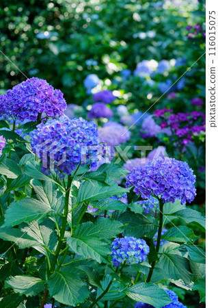 Hydrangea garden in full bloom in the shade of trees 3 116015075
