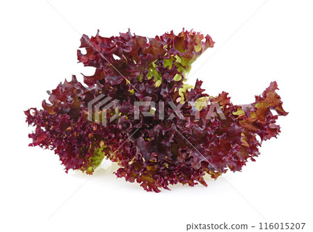 red coral salad or lettuce isolated on the white background red coral salad or lettuce isolated on the white background 116015207