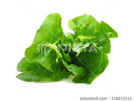 Green butter lettuce vegetable or salad isolated on white background Green butter lettuce vegetable or salad isolated on white background 116015212
