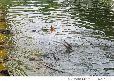 Close up salt crocodile is show action jump on river 116015228